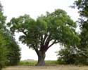 Thousand year old oak LUMMEN / BELGIUM: 