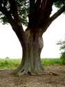 Thousand year old oak LUMMEN / BELGIUM: 