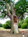 Thousand year old oak LUMMEN / BELGIUM: 