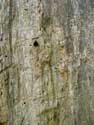 Thousand year old oak LUMMEN picture: 