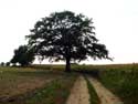 Old oak SHARP HILL - ZICHEM / BELGIUM: 