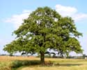 Old oak SHARP HILL - ZICHEM / BELGIUM: 