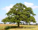 Old oak SHARP HILL - ZICHEM picture: 