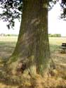 Old oak SHARP HILL - ZICHEM picture: 