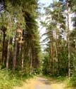 Cycle Path BEVERLO in BERINGEN / BELGIUM: 