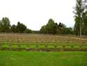 German Military Cemetery LOMMEL / BELGIUM: 