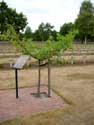 Duits militair kerkhof LOMMEL / BELGIË: Ginkgo of Japanse noteboom, gepland in 1995 als aandenken aan 50 jaar vrede.