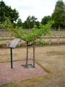 German Military Cemetery LOMMEL / BELGIUM: 