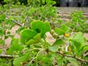 Duits militair kerkhof LOMMEL / BELGI: Bladeren van de Ginkgo (Japanse noteboom).