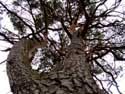 Pinus Sylvestris close to High Mouw KASTERLEE / BELGIUM: 