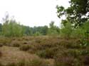 Terhaagdoornheide HOUTHALEN-HELCHTEREN / BELGIUM: 