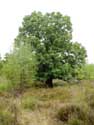 Terhaagdoornheide HOUTHALEN-HELCHTEREN / BELGIUM: 