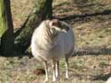 Terhaagdoornheide HOUTHALEN-HELCHTEREN foto: 