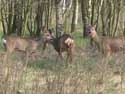 Terhaagdoornheide HOUTHALEN-HELCHTEREN / BELGIUM: 