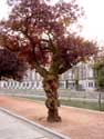 Tree with cancer DENDERMONDE / BELGIUM: 