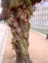 Tree with cancer DENDERMONDE / BELGIUM: 