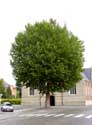 Plane-tree LAARNE / BELGIUM: 