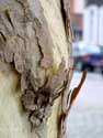 Plataan LAARNE / BELGIË: Typisch voor platanen is de schors die van de boom afvalt.