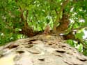 Plane-tree LAARNE / BELGIUM: 