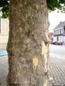 Plane-tree LAARNE / BELGIUM: 