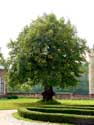 Lindebomen bij kasteel van Laarne LAARNE / BELGIË: Uitgeholde lindeboom.