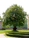 Lindebomen bij kasteel van Laarne LAARNE / BELGI: Uitgeholde lindeboom.