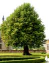 Lindebomen bij kasteel van Laarne LAARNE / BELGI: Niet-uitgeholde lindeboom. Heeft duildelijk een gezondere uitstraling als zijn buur.