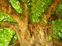 Lime-trees from Laarne castle LAARNE picture: 