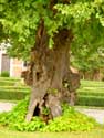 Lime-trees from Laarne castle LAARNE picture: 