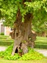 Lime-trees from Laarne castle LAARNE / BELGIUM: 