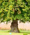 Lime-trees from Laarne castle LAARNE / BELGIUM: 