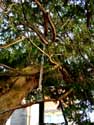 Caesarstree LO-RENINGE picture: 