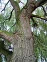 Weeping willow LO-RENINGE / BELGIUM: 