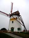 Witte Molen Roksem OUDENBURG / BELGI: De bruine uitslag is het gevolg van het bloeden van het hout.