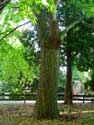 Provinciaal domain Bulskamp BEERNEM / BELGIË: Monumentale tamme kastanjebomen achter het kasteel