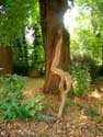 : Monumentale tamme kastanjebomen achter het kasteel