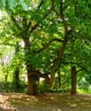 Provinciaal domain Bulskamp BEERNEM / BELGIË: Monumentale tamme kastanjebomen achter het kasteel