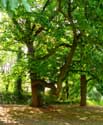 Provinciaal domain Bulskamp BEERNEM / BELGI: Monumentale tamme kastanjebomen achter het kasteel