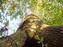 John's ash tree MAARKEDAL / BELGIUM: 