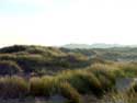 De Westhoek (natuurreservaat) - Romeinse Vlakte DE PANNE foto: 