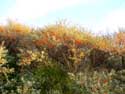 Natural park The West Corner DE PANNE picture: 