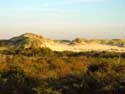 Rserve Naturelle du Westhoek DE PANNE  LA PANNE / BELGIQUE: 