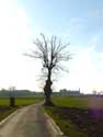 Ouwegem Limetree ZINGEM picture: 