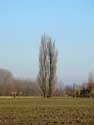 Two Old Poplars WANNEGEM-LEDE in KRUISHOUTEM / BELGIUM: 