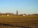 Two Old Poplars WANNEGEM-LEDE in KRUISHOUTEM / BELGIUM: 