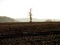 Tree in Field OUDENAARDE / BELGIUM: 