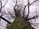 Arbre PULDERBOS  ZANDHOVEN / BELGIQUE: 