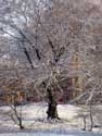 Winter in Lovenjoel BIERBEEK / BELGIUM: 