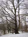 Winter in Lovenjoel BIERBEEK / BELGIUM: 