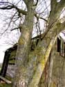 Walnut Tree (in Falmagne) DINANT / BELGIUM: 